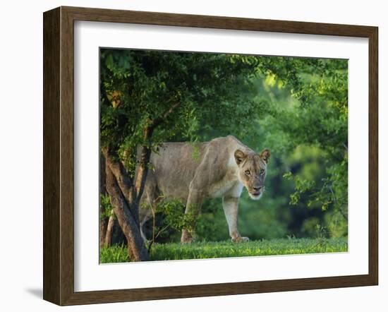 Lion (Panthera leo), female amongst trees. Mana Pools National Park, Zimbabwe-Tony Heald-Framed Photographic Print