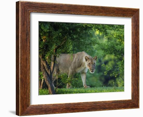 Lion (Panthera leo), female amongst trees. Mana Pools National Park, Zimbabwe-Tony Heald-Framed Photographic Print