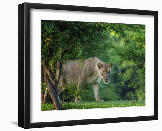 Lion (Panthera leo), female amongst trees. Mana Pools National Park, Zimbabwe-Tony Heald-Framed Photographic Print