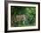 Lion (Panthera leo), female amongst trees. Mana Pools National Park, Zimbabwe-Tony Heald-Framed Photographic Print