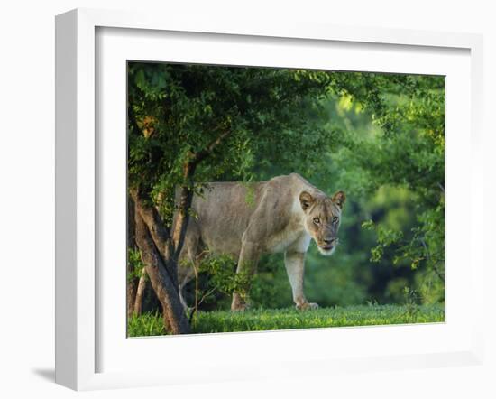 Lion (Panthera leo), female amongst trees. Mana Pools National Park, Zimbabwe-Tony Heald-Framed Photographic Print