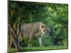 Lion (Panthera leo), female amongst trees. Mana Pools National Park, Zimbabwe-Tony Heald-Mounted Photographic Print