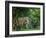 Lion (Panthera leo), female amongst trees. Mana Pools National Park, Zimbabwe-Tony Heald-Framed Photographic Print