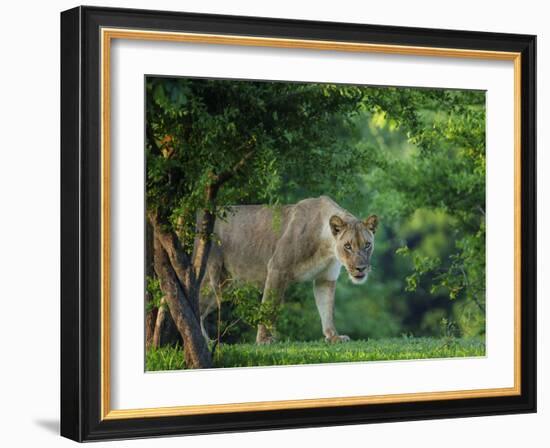 Lion (Panthera leo), female amongst trees. Mana Pools National Park, Zimbabwe-Tony Heald-Framed Photographic Print