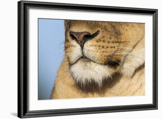 Lion (Panthera Leo) Female Close Up Of Nose An Chin, Masai Mara Game Reserve, Kenya-Denis-Huot-Framed Photographic Print