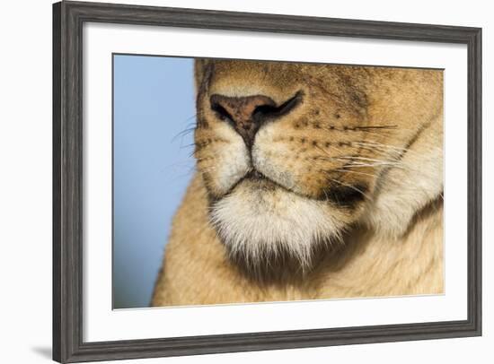 Lion (Panthera Leo) Female Close Up Of Nose An Chin, Masai Mara Game Reserve, Kenya-Denis-Huot-Framed Photographic Print