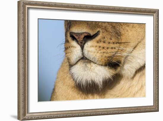 Lion (Panthera Leo) Female Close Up Of Nose An Chin, Masai Mara Game Reserve, Kenya-Denis-Huot-Framed Photographic Print