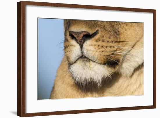 Lion (Panthera Leo) Female Close Up Of Nose An Chin, Masai Mara Game Reserve, Kenya-Denis-Huot-Framed Photographic Print