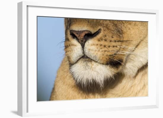 Lion (Panthera Leo) Female Close Up Of Nose An Chin, Masai Mara Game Reserve, Kenya-Denis-Huot-Framed Photographic Print