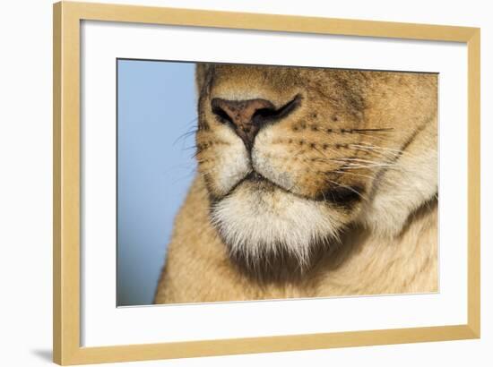 Lion (Panthera Leo) Female Close Up Of Nose An Chin, Masai Mara Game Reserve, Kenya-Denis-Huot-Framed Photographic Print