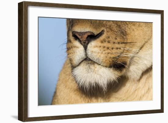 Lion (Panthera Leo) Female Close Up Of Nose An Chin, Masai Mara Game Reserve, Kenya-Denis-Huot-Framed Photographic Print