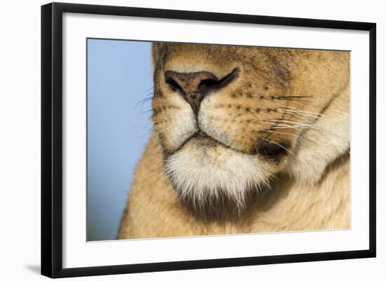 Lion (Panthera Leo) Female Close Up Of Nose An Chin, Masai Mara Game Reserve, Kenya-Denis-Huot-Framed Photographic Print