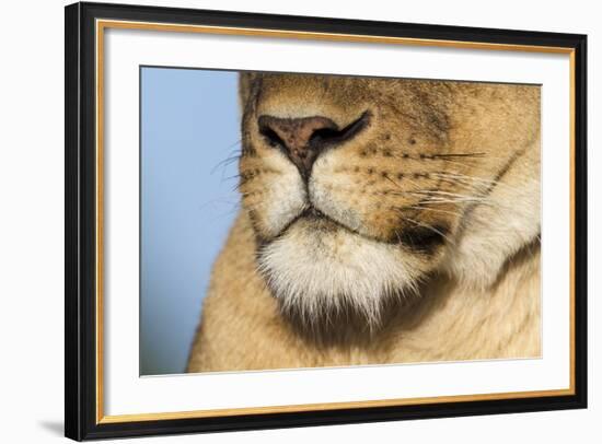 Lion (Panthera Leo) Female Close Up Of Nose An Chin, Masai Mara Game Reserve, Kenya-Denis-Huot-Framed Photographic Print