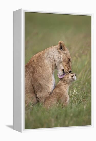 Lion (Panthera Leo) Female Grooming a Cub, Ngorongoro Crater, Tanzania, East Africa, Africa-James Hager-Framed Premier Image Canvas