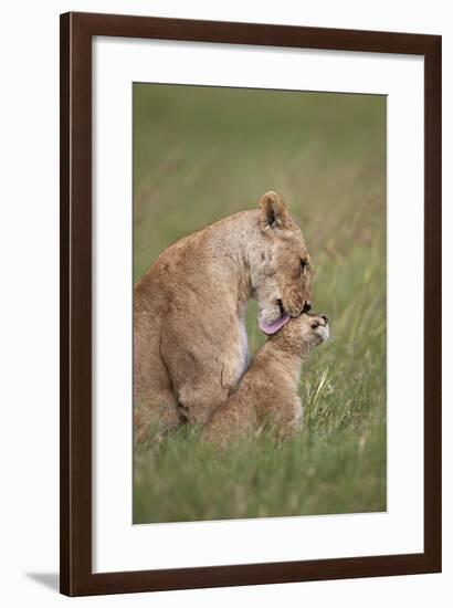 Lion (Panthera Leo) Female Grooming a Cub, Ngorongoro Crater, Tanzania, East Africa, Africa-James Hager-Framed Photographic Print