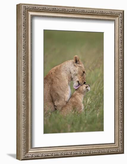 Lion (Panthera Leo) Female Grooming a Cub, Ngorongoro Crater, Tanzania, East Africa, Africa-James Hager-Framed Photographic Print