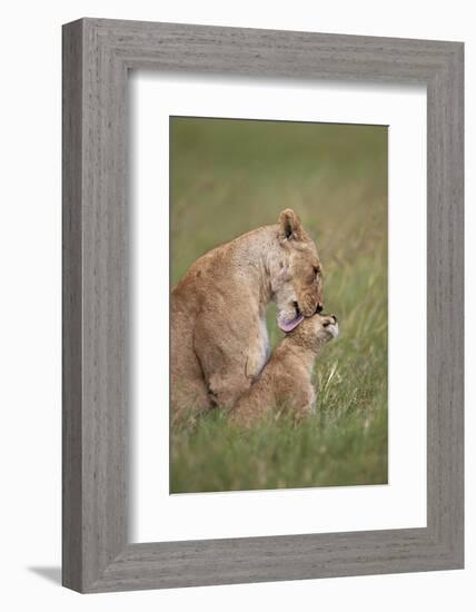 Lion (Panthera Leo) Female Grooming a Cub, Ngorongoro Crater, Tanzania, East Africa, Africa-James Hager-Framed Photographic Print