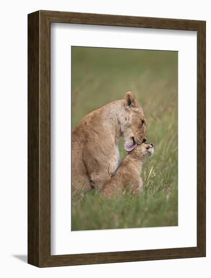 Lion (Panthera Leo) Female Grooming a Cub, Ngorongoro Crater, Tanzania, East Africa, Africa-James Hager-Framed Photographic Print