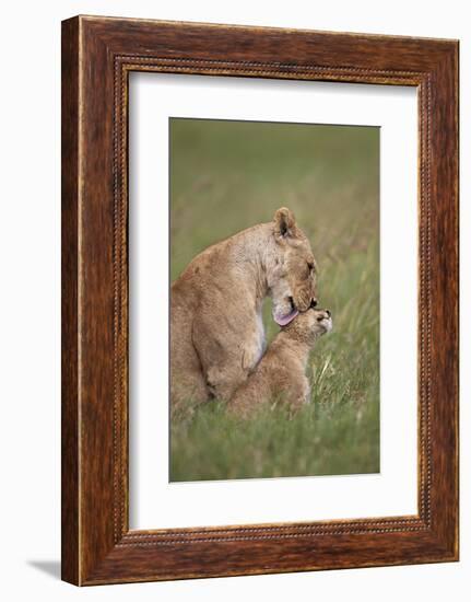 Lion (Panthera Leo) Female Grooming a Cub, Ngorongoro Crater, Tanzania, East Africa, Africa-James Hager-Framed Photographic Print