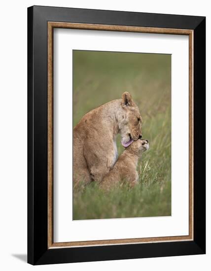 Lion (Panthera Leo) Female Grooming a Cub, Ngorongoro Crater, Tanzania, East Africa, Africa-James Hager-Framed Photographic Print