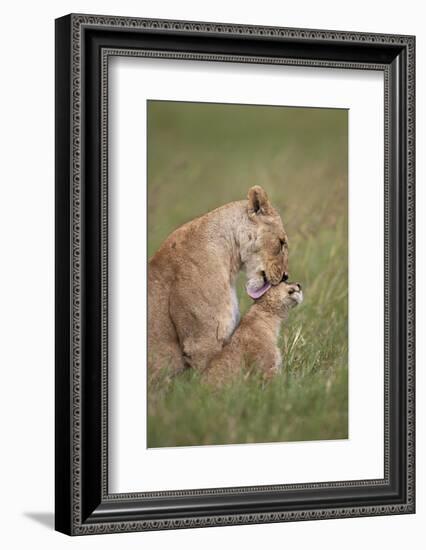 Lion (Panthera Leo) Female Grooming a Cub, Ngorongoro Crater, Tanzania, East Africa, Africa-James Hager-Framed Photographic Print