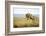 Lion (Panthera Leo) Female Jumping - Hunting, Masai Mara Game Reserve, Kenya-Denis-Huot-Framed Photographic Print