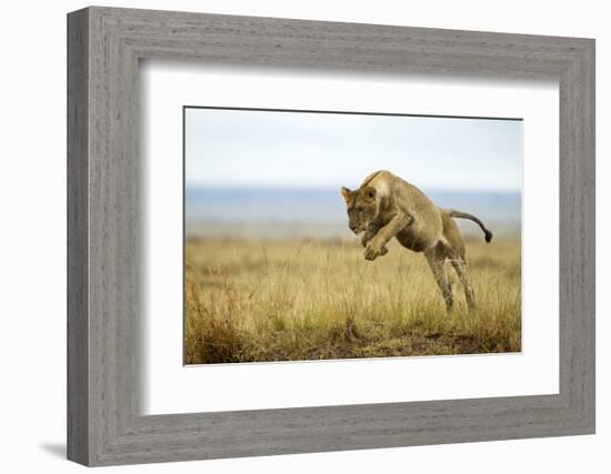 Lion (Panthera Leo) Female Jumping - Hunting, Masai Mara Game Reserve, Kenya-Denis-Huot-Framed Photographic Print