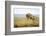 Lion (Panthera Leo) Female Jumping - Hunting, Masai Mara Game Reserve, Kenya-Denis-Huot-Framed Photographic Print