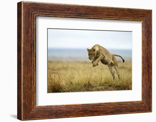 Lion (Panthera Leo) Female Jumping - Hunting, Masai Mara Game Reserve, Kenya-Denis-Huot-Framed Photographic Print