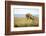 Lion (Panthera Leo) Female Jumping - Hunting, Masai Mara Game Reserve, Kenya-Denis-Huot-Framed Photographic Print