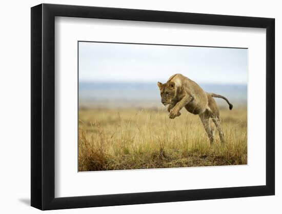 Lion (Panthera Leo) Female Jumping - Hunting, Masai Mara Game Reserve, Kenya-Denis-Huot-Framed Photographic Print