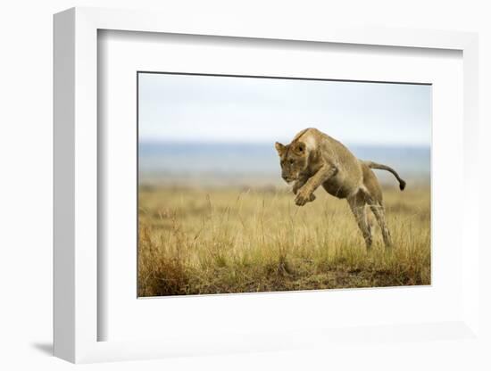 Lion (Panthera Leo) Female Jumping - Hunting, Masai Mara Game Reserve, Kenya-Denis-Huot-Framed Photographic Print