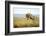 Lion (Panthera Leo) Female Jumping - Hunting, Masai Mara Game Reserve, Kenya-Denis-Huot-Framed Photographic Print