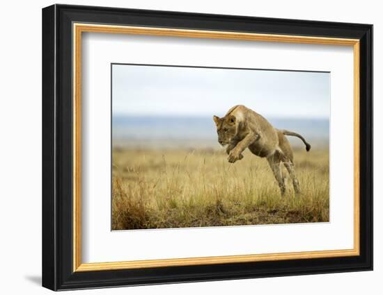 Lion (Panthera Leo) Female Jumping - Hunting, Masai Mara Game Reserve, Kenya-Denis-Huot-Framed Photographic Print