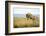 Lion (Panthera Leo) Female Jumping - Hunting, Masai Mara Game Reserve, Kenya-Denis-Huot-Framed Photographic Print