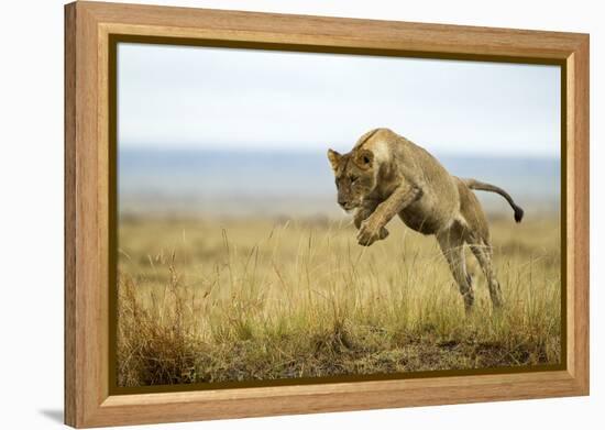 Lion (Panthera Leo) Female Jumping - Hunting, Masai Mara Game Reserve, Kenya-Denis-Huot-Framed Premier Image Canvas