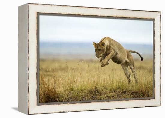 Lion (Panthera Leo) Female Jumping - Hunting, Masai Mara Game Reserve, Kenya-Denis-Huot-Framed Premier Image Canvas