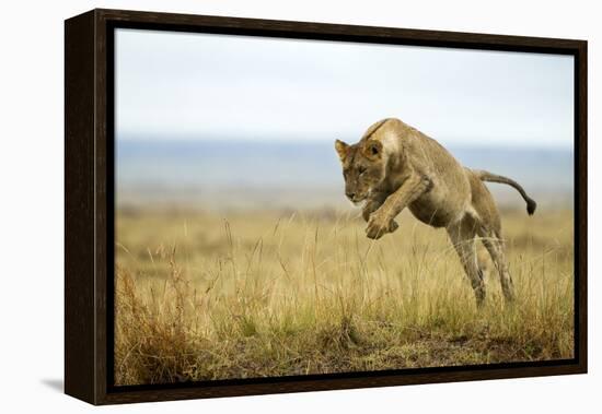 Lion (Panthera Leo) Female Jumping - Hunting, Masai Mara Game Reserve, Kenya-Denis-Huot-Framed Premier Image Canvas