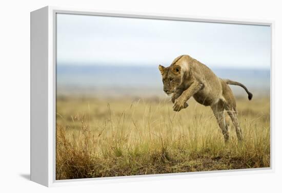 Lion (Panthera Leo) Female Jumping - Hunting, Masai Mara Game Reserve, Kenya-Denis-Huot-Framed Premier Image Canvas