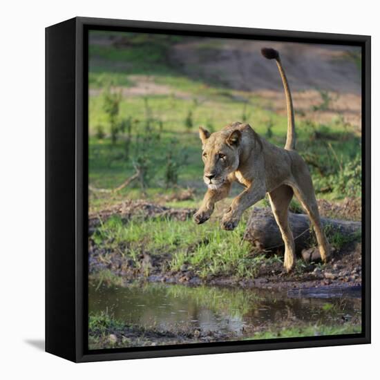 Lion (Panthera leo), female jumping over a stream. Mana Pools National Park, Zimbabwe-Tony Heald-Framed Premier Image Canvas