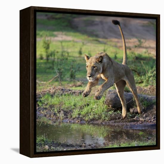 Lion (Panthera leo), female jumping over a stream. Mana Pools National Park, Zimbabwe-Tony Heald-Framed Premier Image Canvas