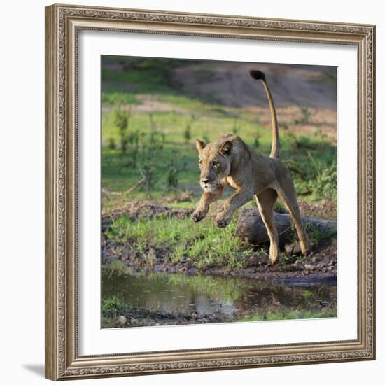 Lion (Panthera leo), female jumping over a stream. Mana Pools National Park, Zimbabwe-Tony Heald-Framed Photographic Print