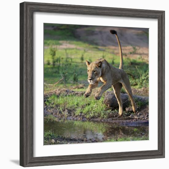 Lion (Panthera leo), female jumping over a stream. Mana Pools National Park, Zimbabwe-Tony Heald-Framed Photographic Print