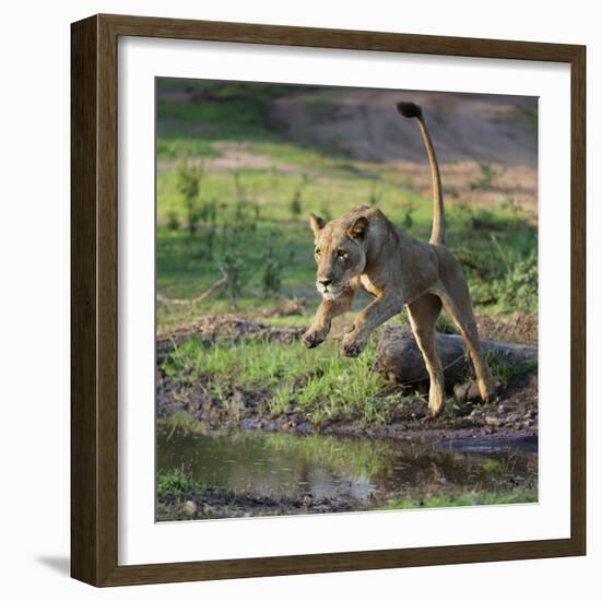 Lion (Panthera leo), female jumping over a stream. Mana Pools National Park, Zimbabwe-Tony Heald-Framed Photographic Print