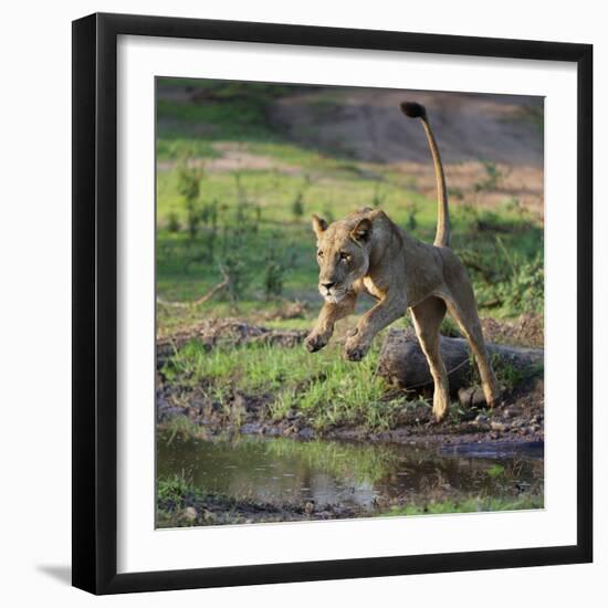 Lion (Panthera leo), female jumping over a stream. Mana Pools National Park, Zimbabwe-Tony Heald-Framed Photographic Print