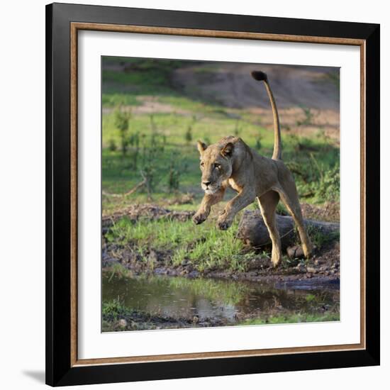 Lion (Panthera leo), female jumping over a stream. Mana Pools National Park, Zimbabwe-Tony Heald-Framed Photographic Print