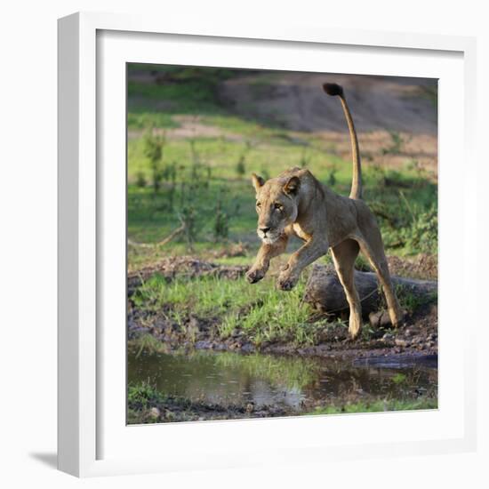 Lion (Panthera leo), female jumping over a stream. Mana Pools National Park, Zimbabwe-Tony Heald-Framed Photographic Print