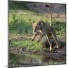 Lion (Panthera leo), female jumping over a stream. Mana Pools National Park, Zimbabwe-Tony Heald-Mounted Photographic Print