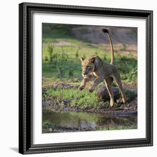 Lion (Panthera leo), female jumping over a stream. Mana Pools National Park, Zimbabwe-Tony Heald-Framed Photographic Print