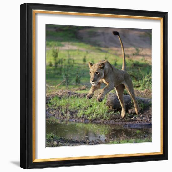 Lion (Panthera leo), female jumping over a stream. Mana Pools National Park, Zimbabwe-Tony Heald-Framed Photographic Print